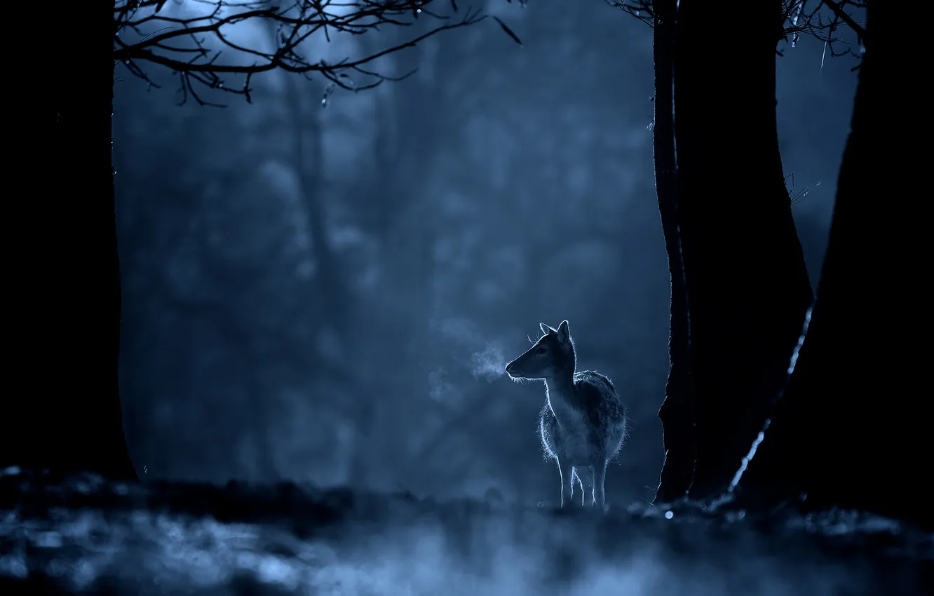 Photo wallpaper forest, trees, night, deer