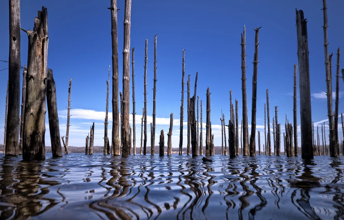 Photo wallpaper trees, landscape, nature, lake