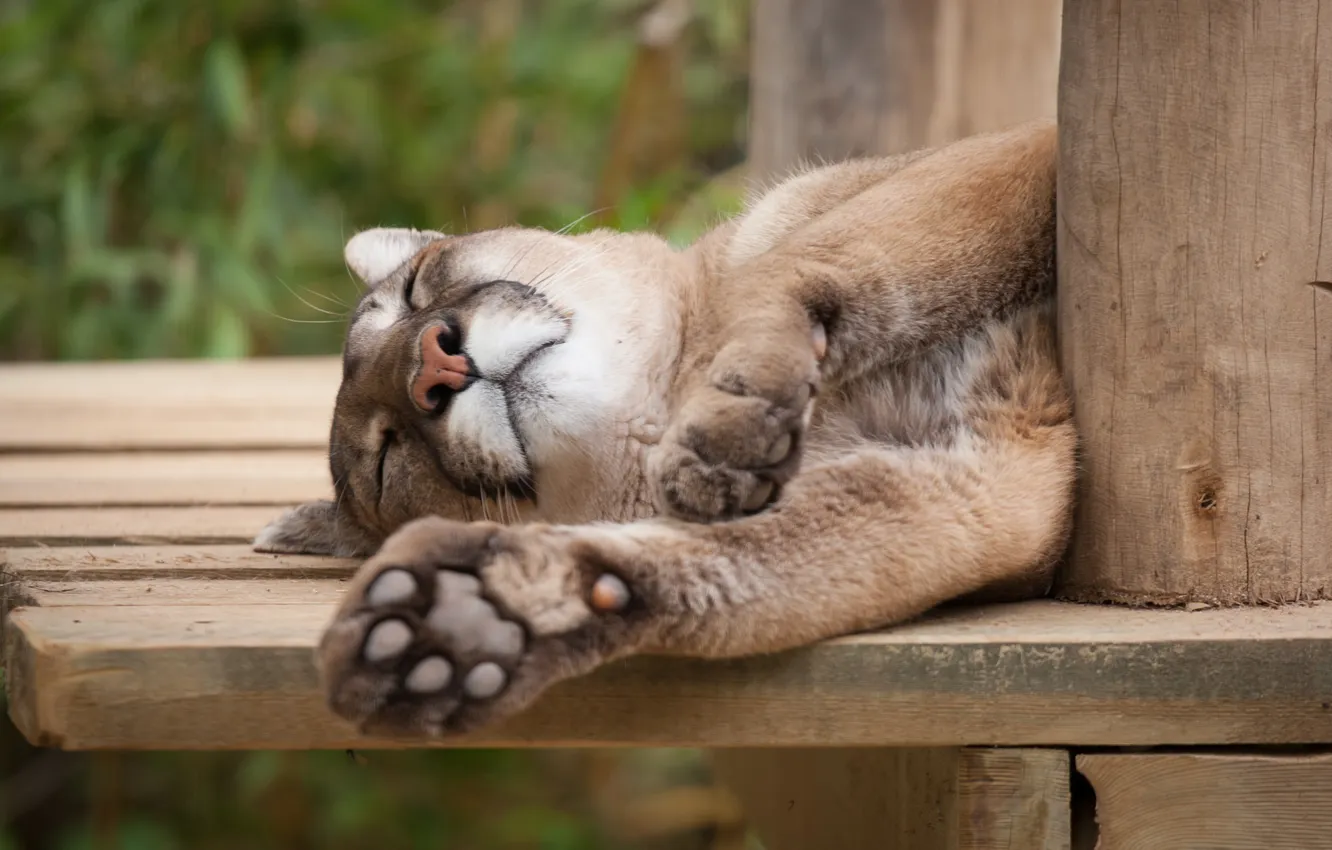 Photo wallpaper cat, stay, sleep, sleeping, Puma, Cougar