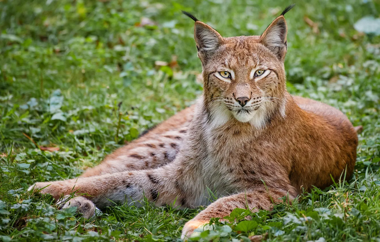 Photo wallpaper cat, look, lynx