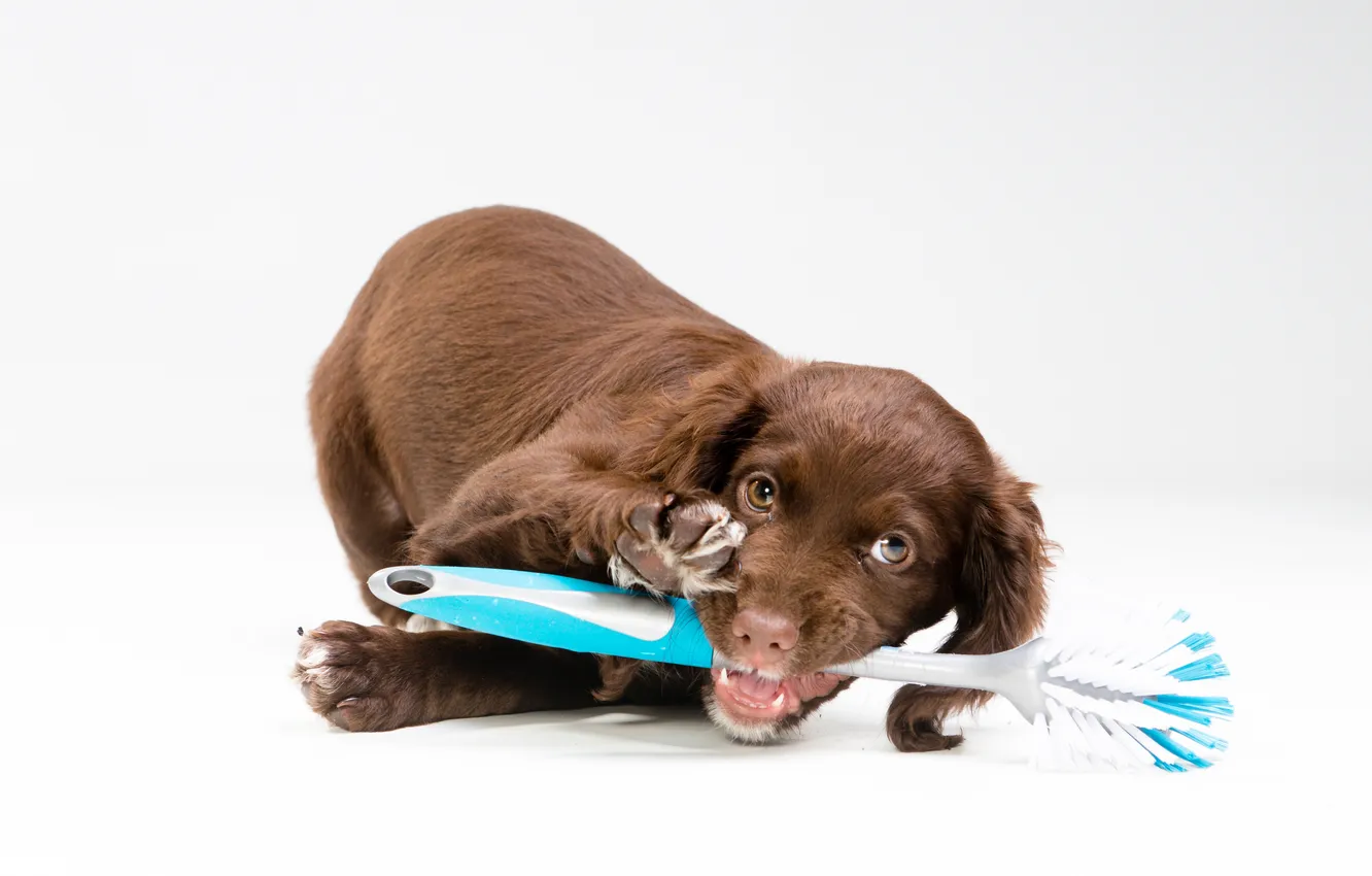 Photo wallpaper dog, brush, puppy, dog