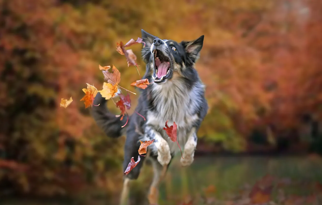 Photo wallpaper autumn, leaves, mood, the game, dog, bokeh, The border collie