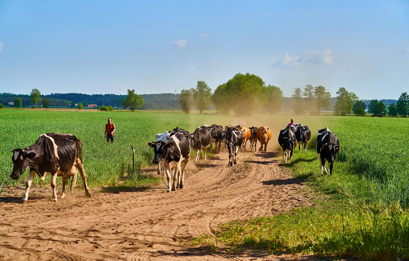 Photo wallpaper road, landscape, spring, Cows, cattle