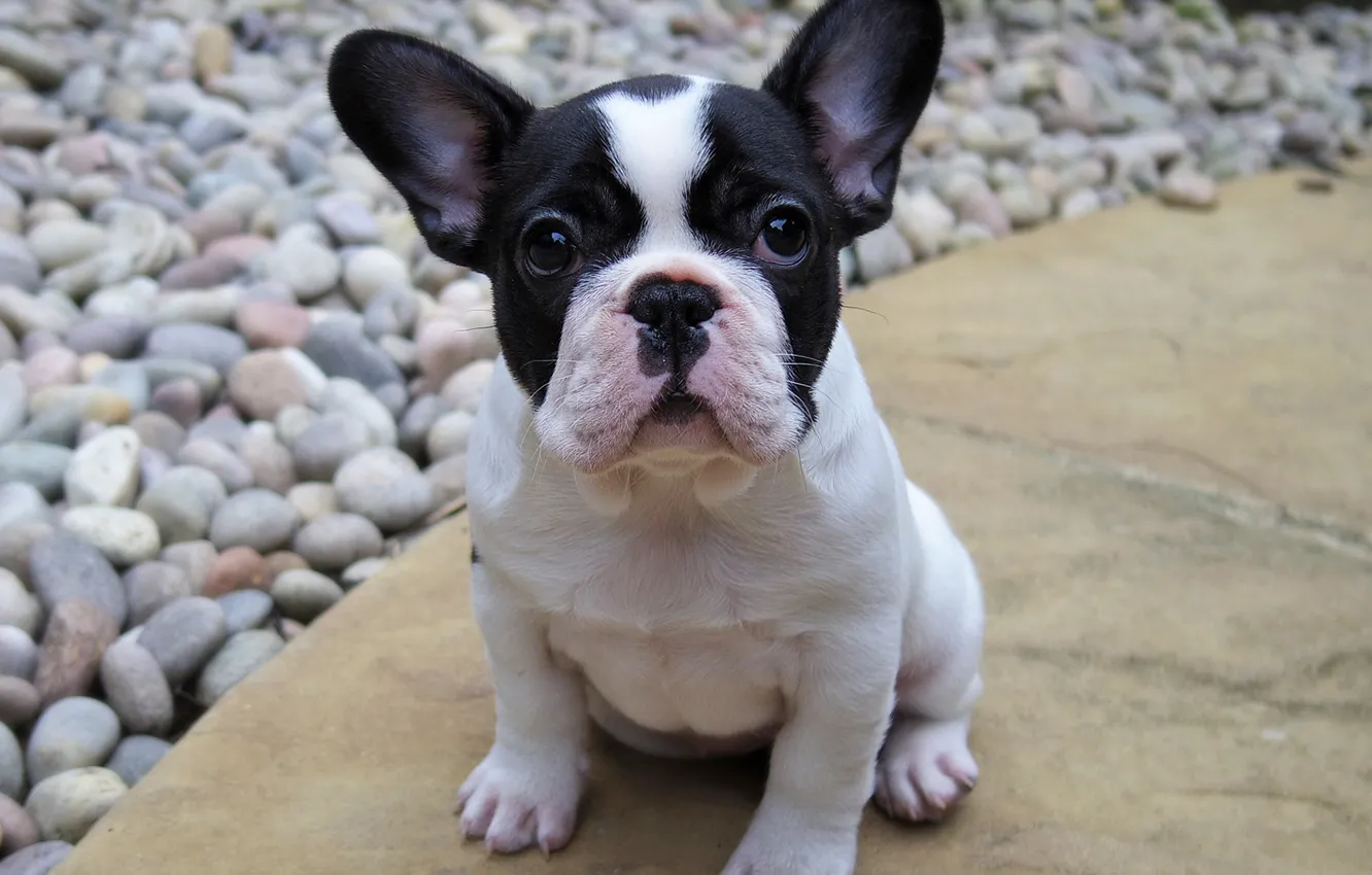 Photo wallpaper look, dog, puppy, bulldog, French bulldog
