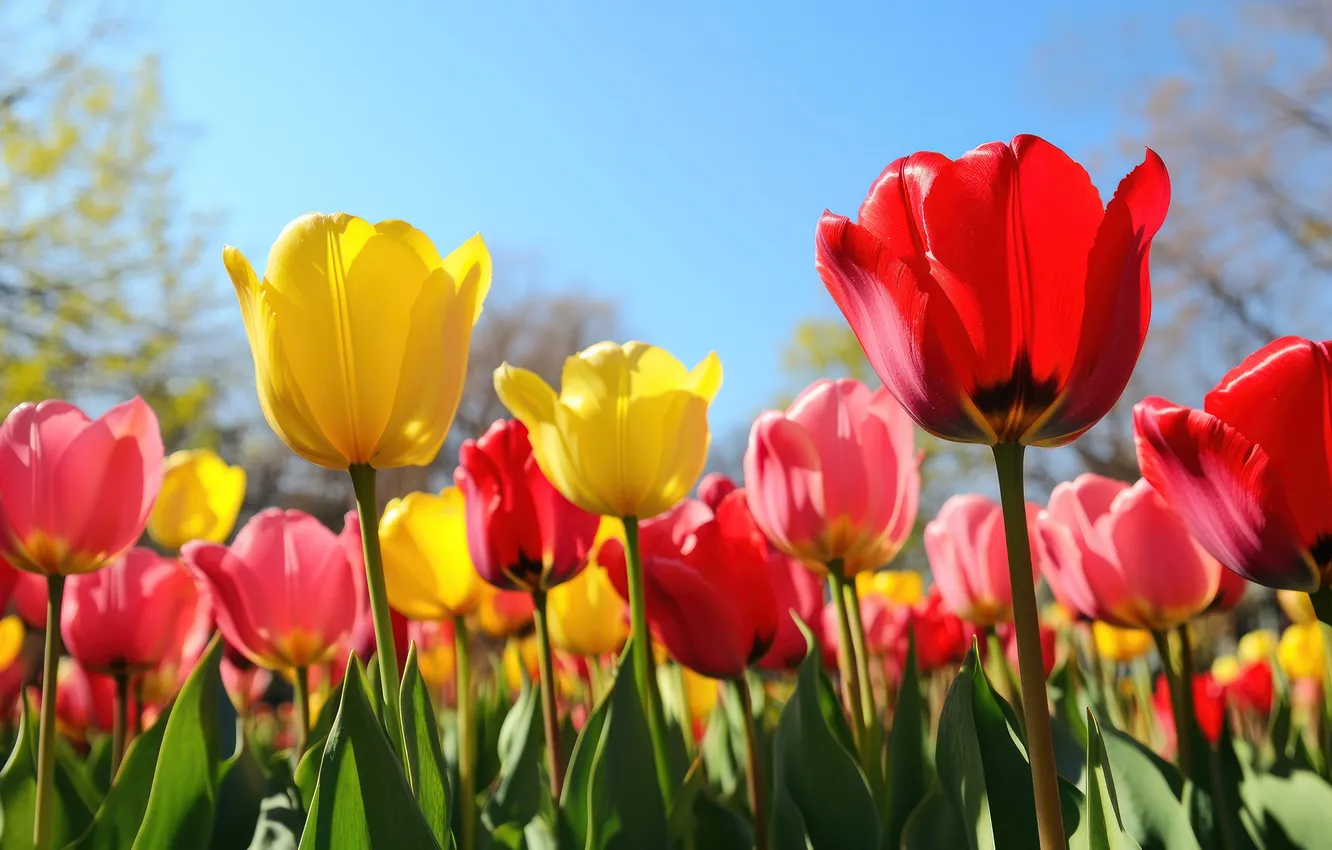 Photo wallpaper light, flowers, yellow, red, blue, spring, garden, tulips