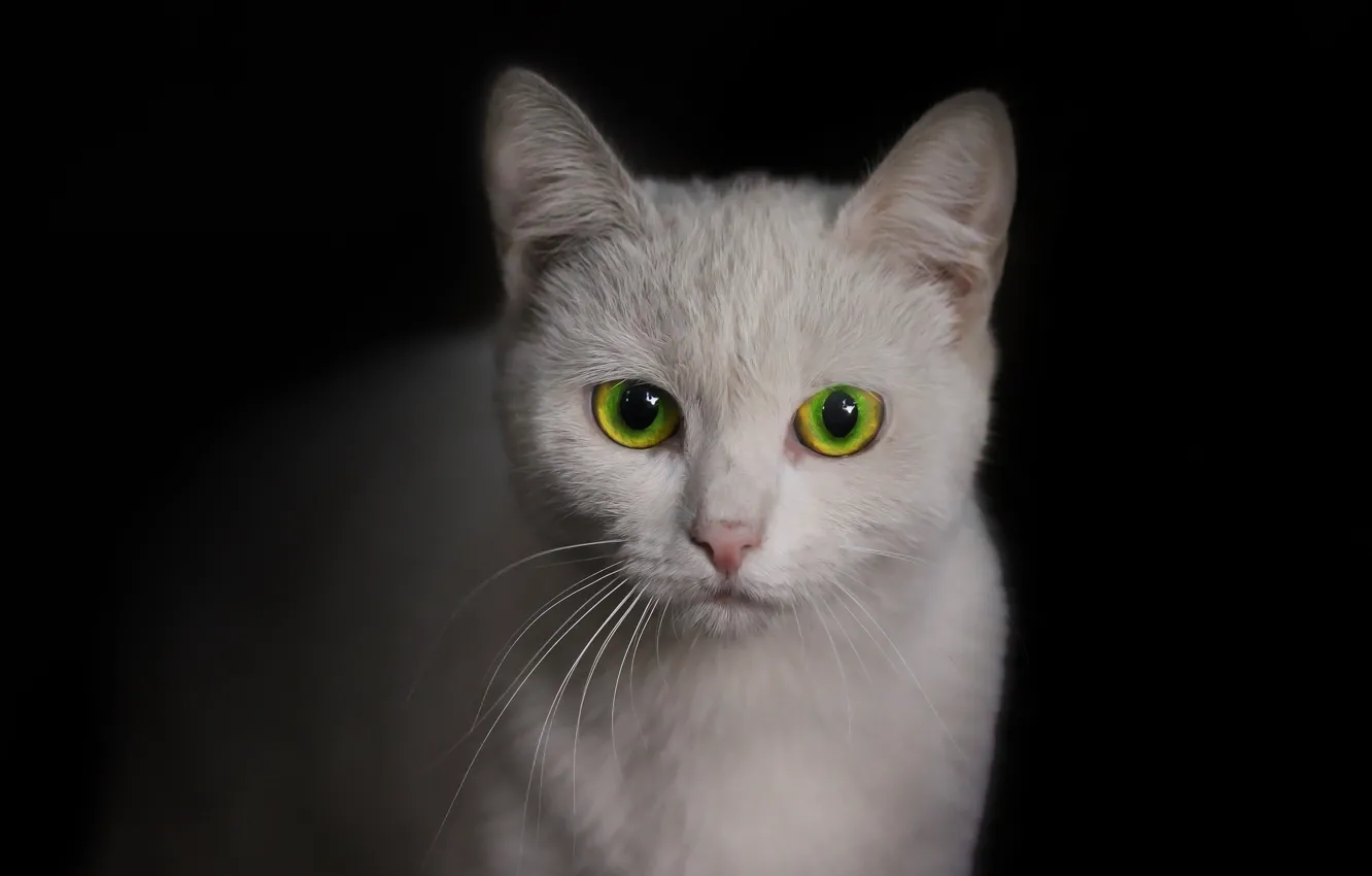 Photo wallpaper cat, look, background