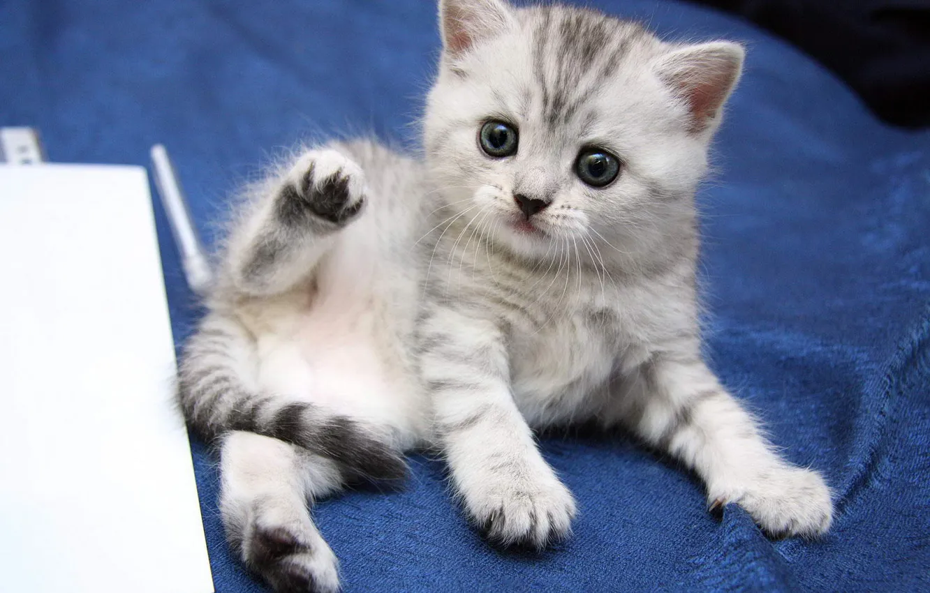 Photo wallpaper cat, look, pose, sweetheart, kitty, face