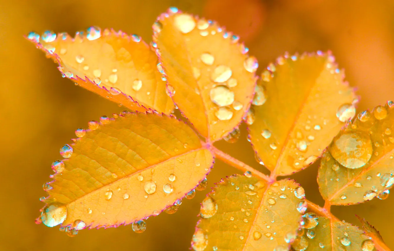 Photo wallpaper yellow, drops, leaf