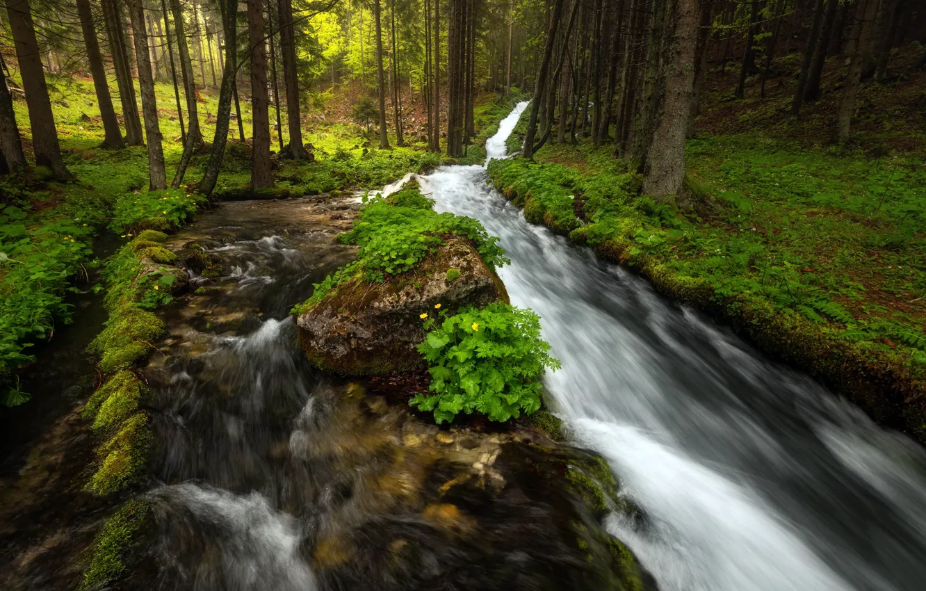Photo wallpaper forest, nature, river