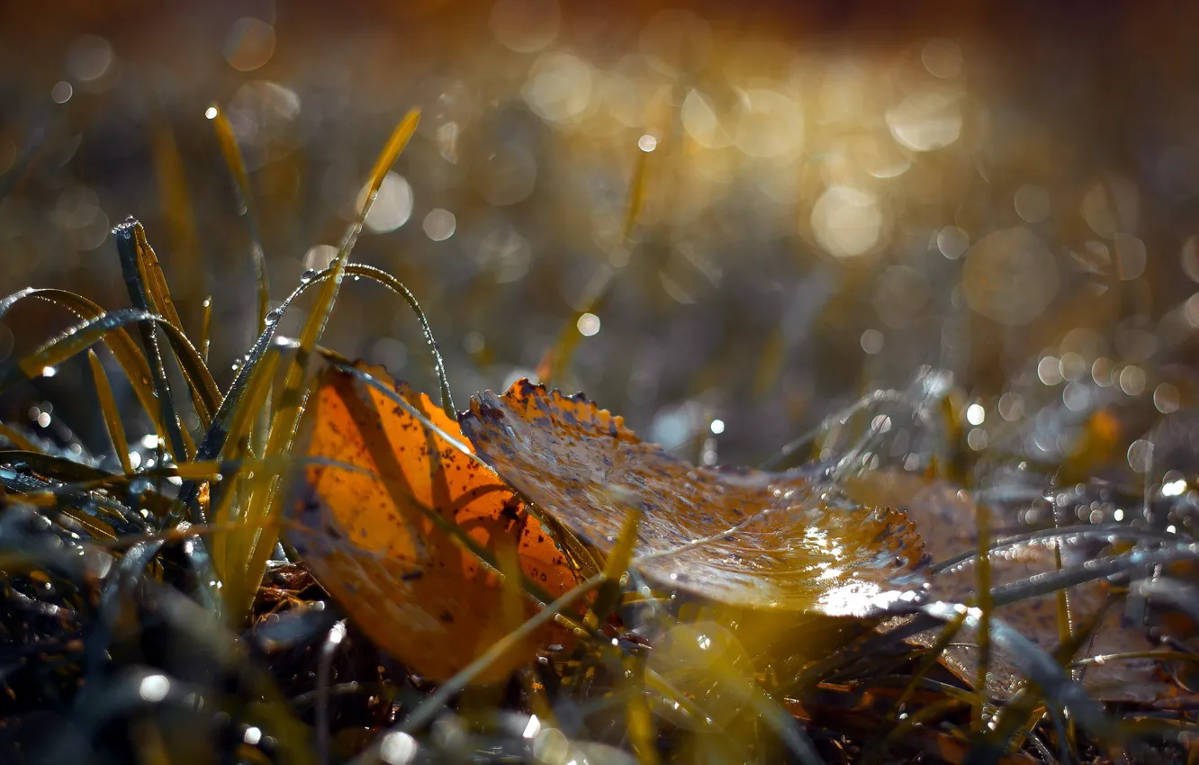 Photo wallpaper autumn, leaves, nature