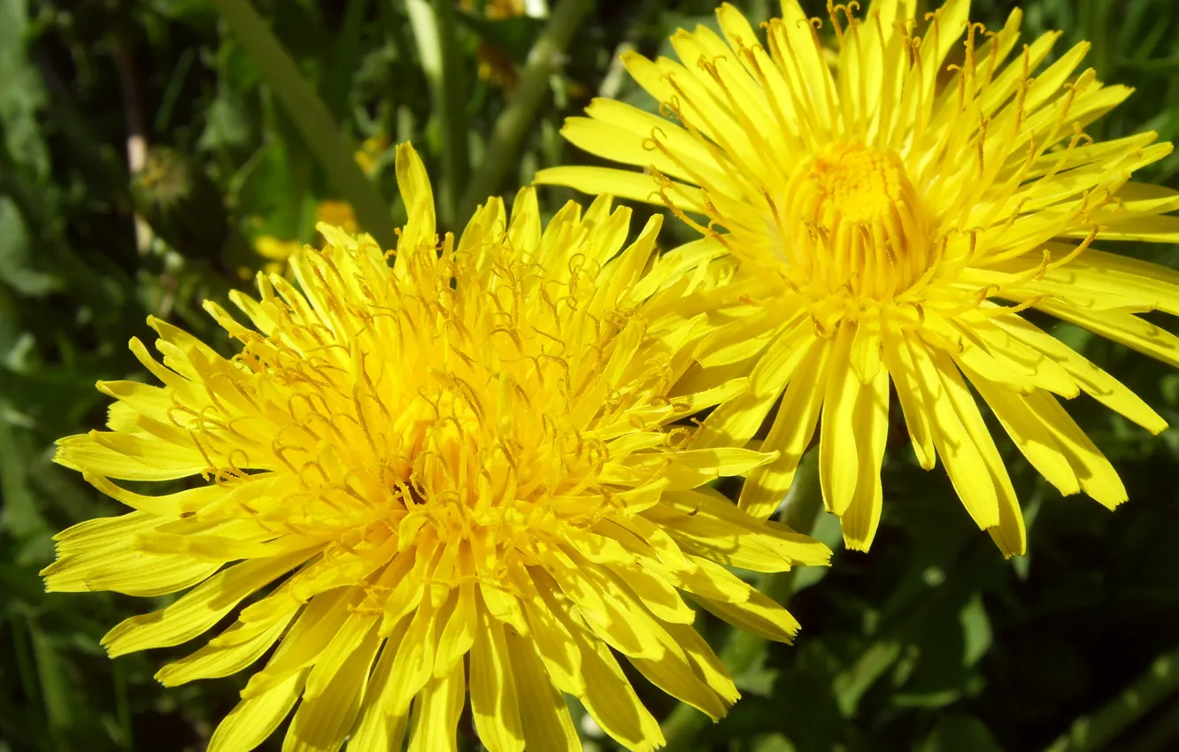 Photo wallpaper flower, macro, yellow, dandelion