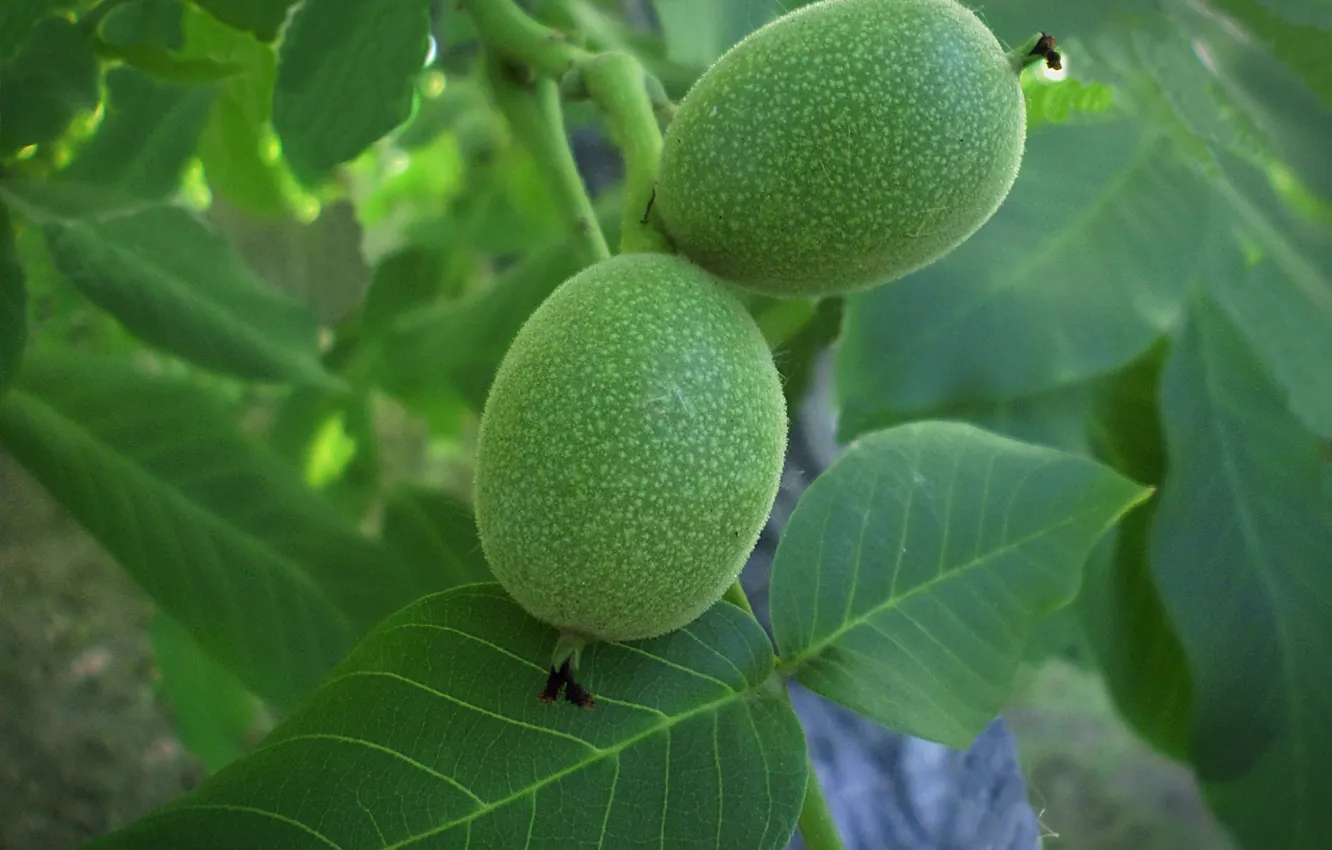 Photo wallpaper may, nuts, walnut