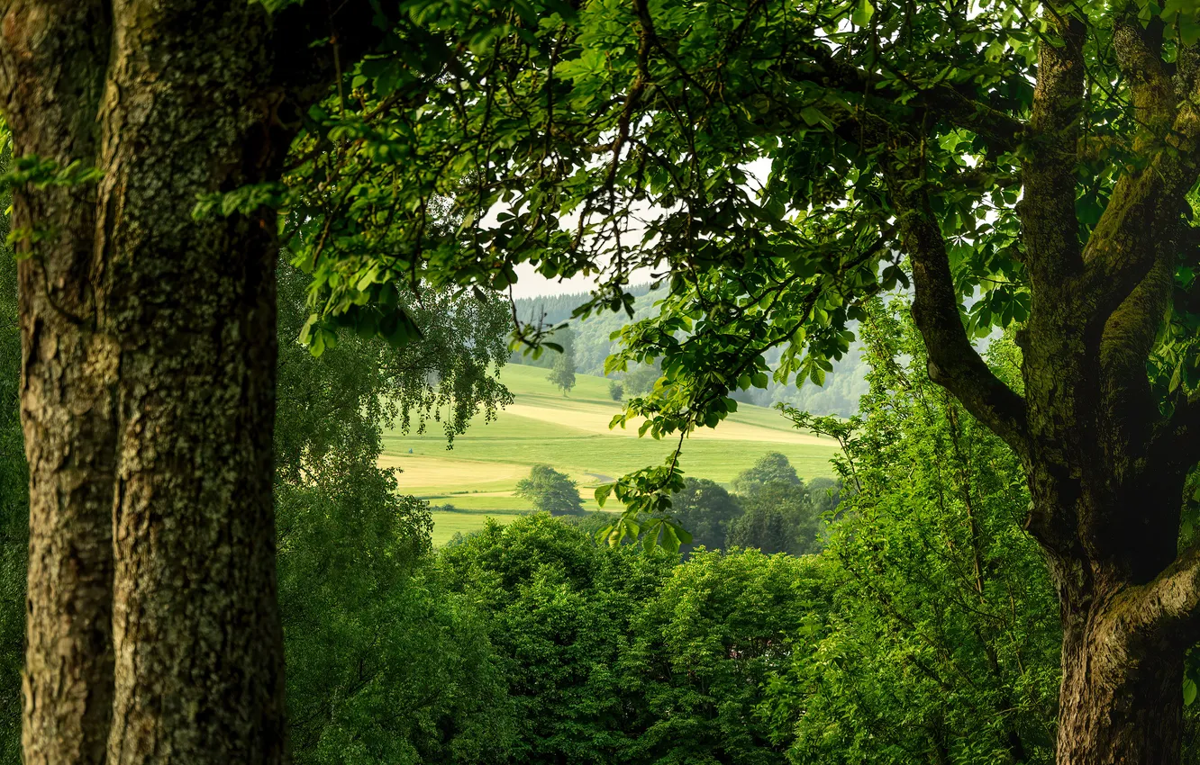 Photo wallpaper greens, field, forest, summer, light, trees, branches, nature