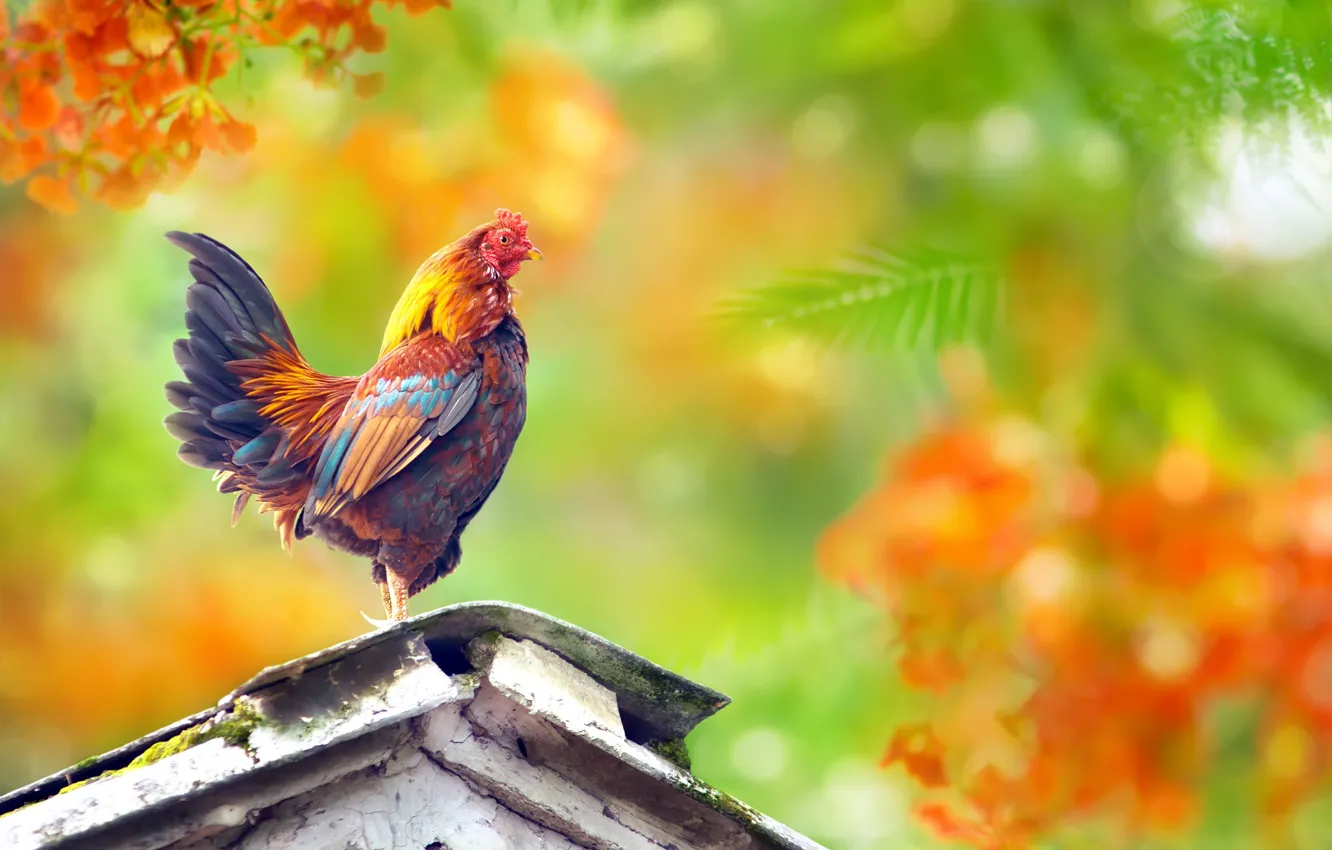 Photo wallpaper bird, bright, cock