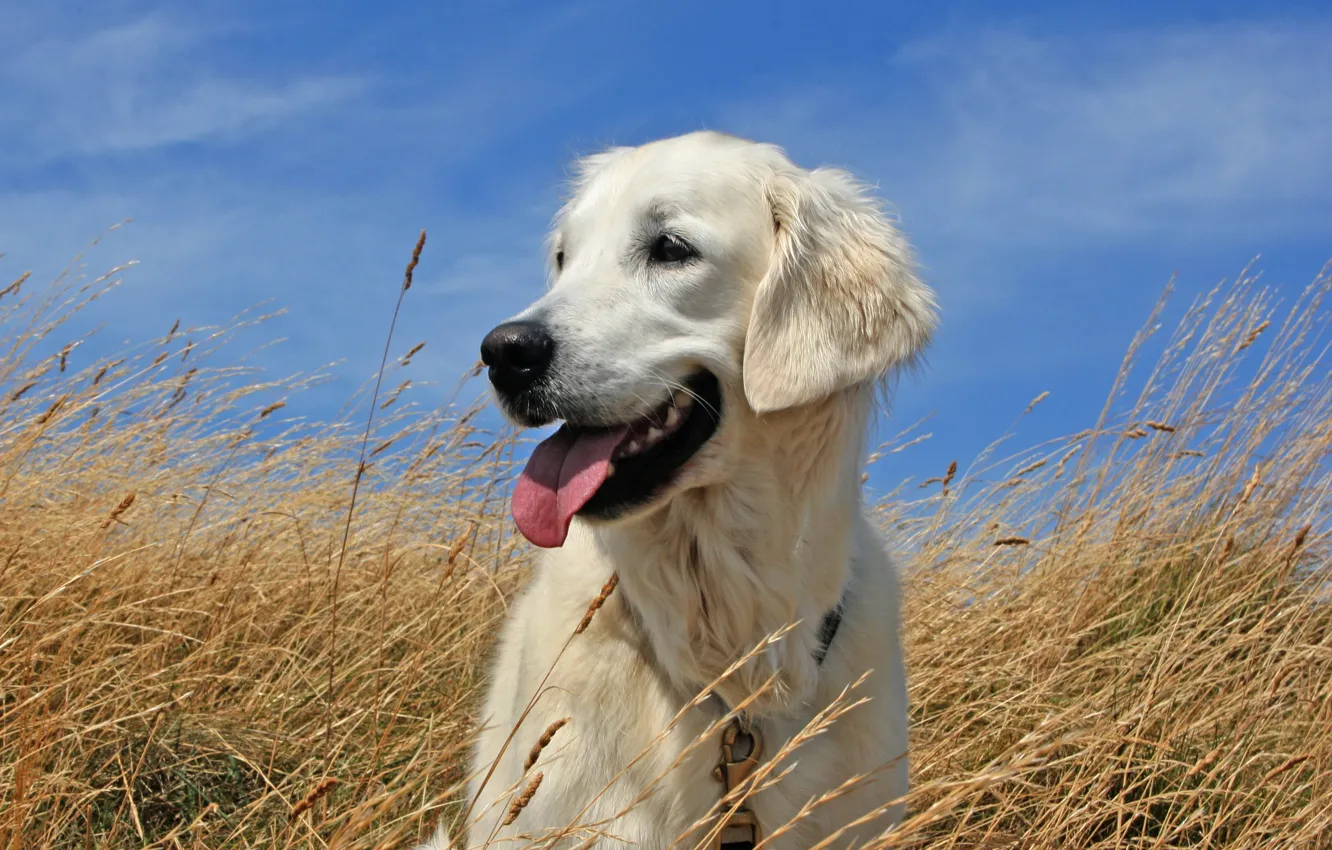 Photo wallpaper field, the sky, dog