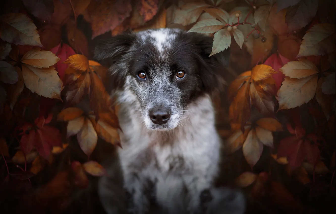 Photo wallpaper autumn, look, face, leaves, portrait, dog, puppy, motley