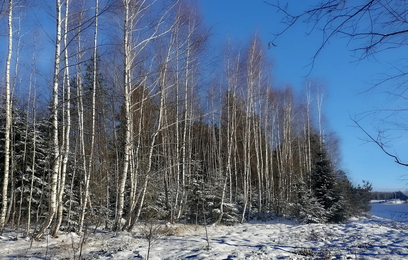 Photo wallpaper winter, forest, the sun, landscape, January