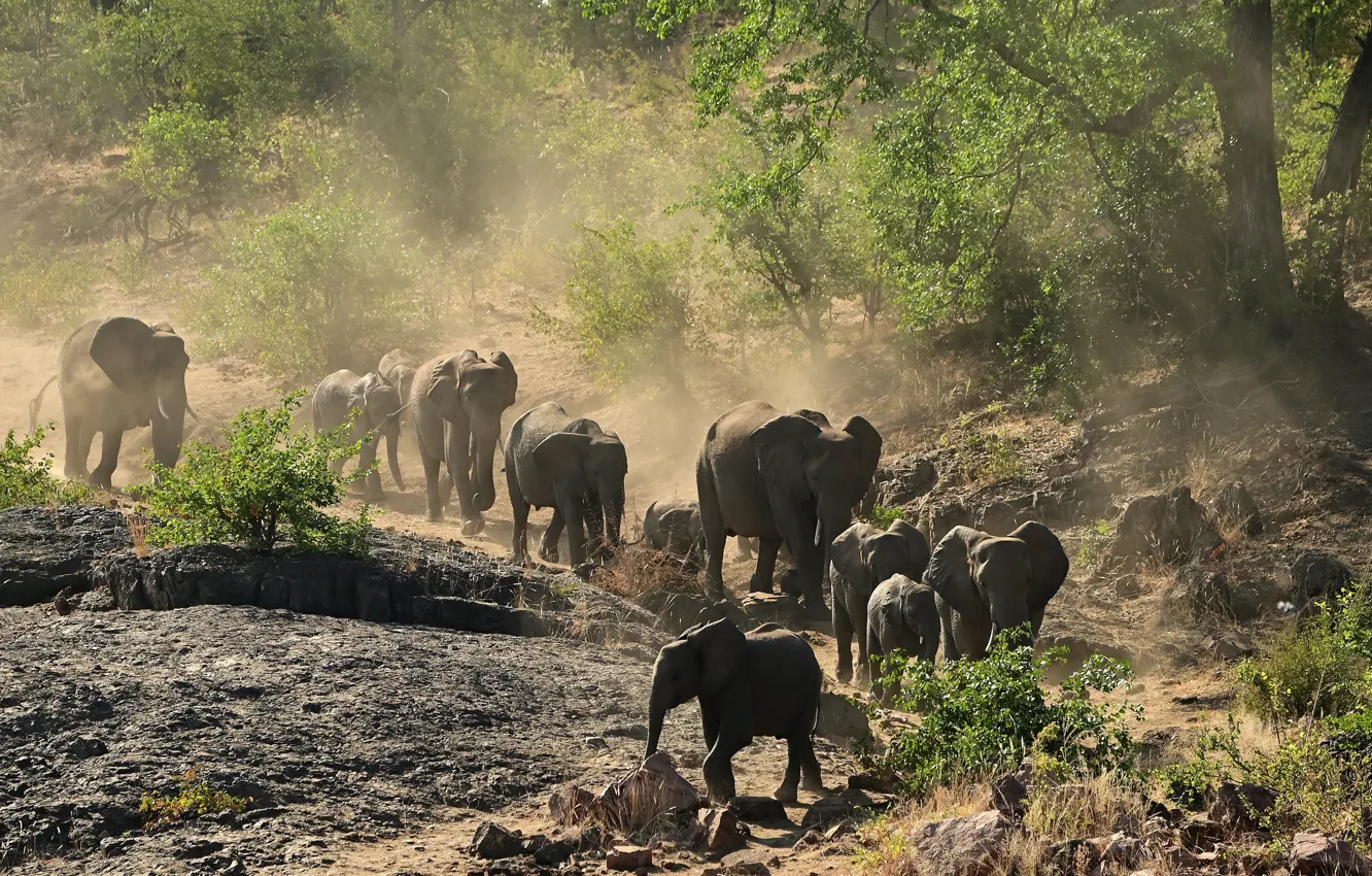 Photo wallpaper elephant, dust, the herd
