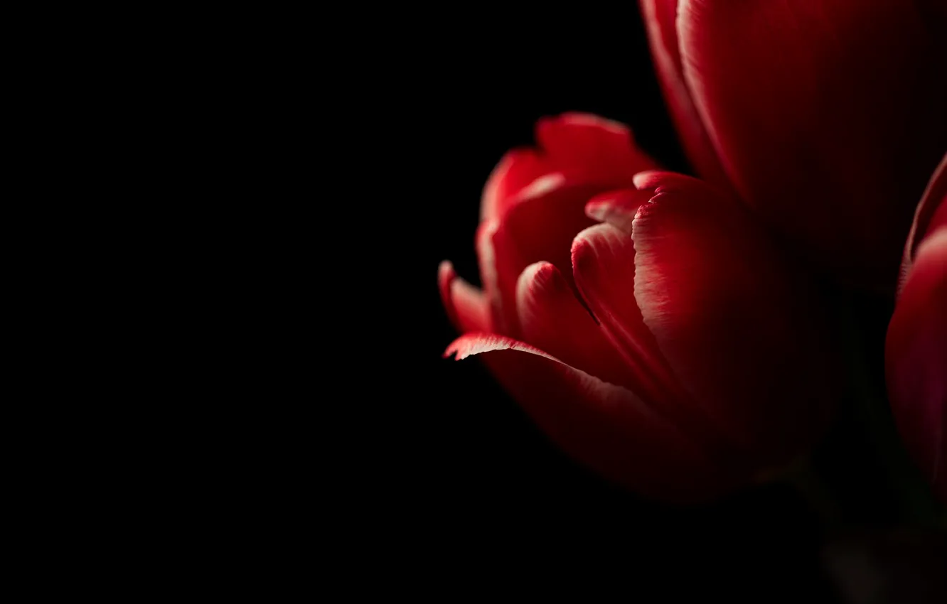 Photo wallpaper red, tulips, black background