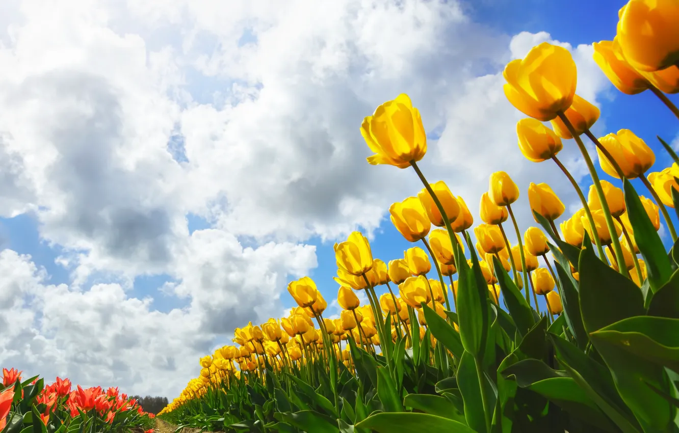 Photo wallpaper clouds, nature, tulips