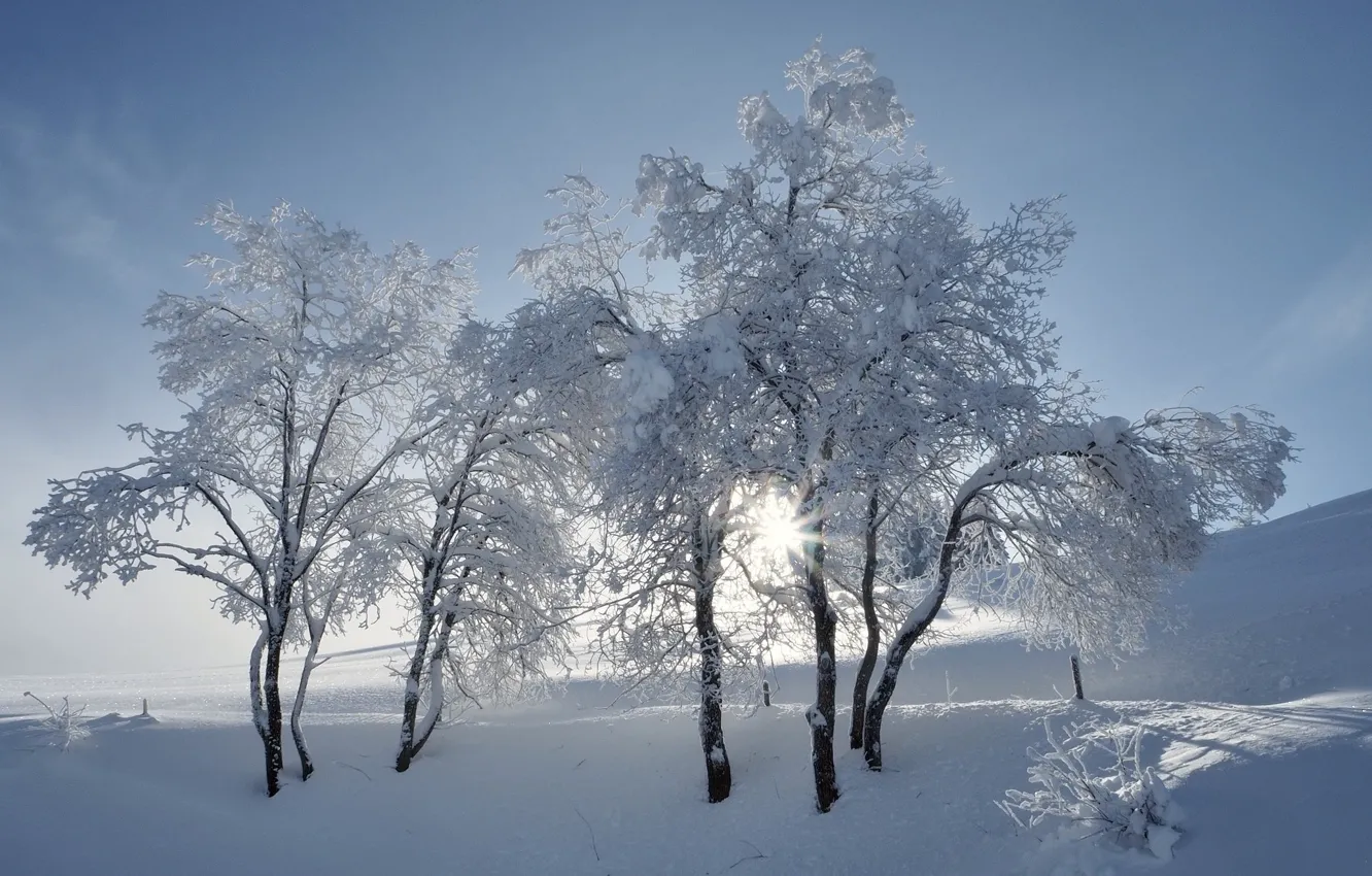 Photo wallpaper winter, trees, trio