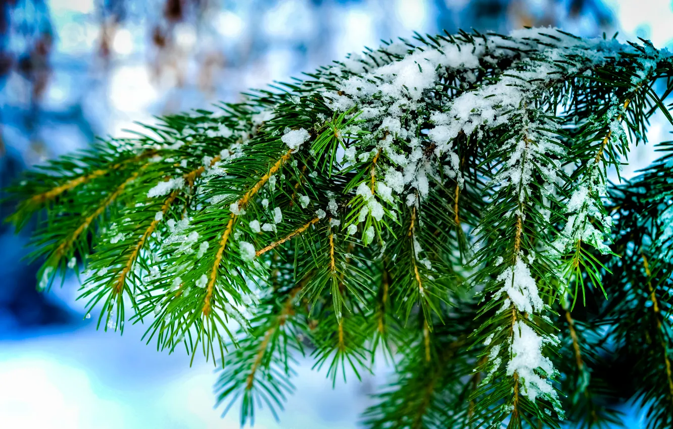 Photo wallpaper winter, macro, snow, needles, nature, tree, spruce, Branches