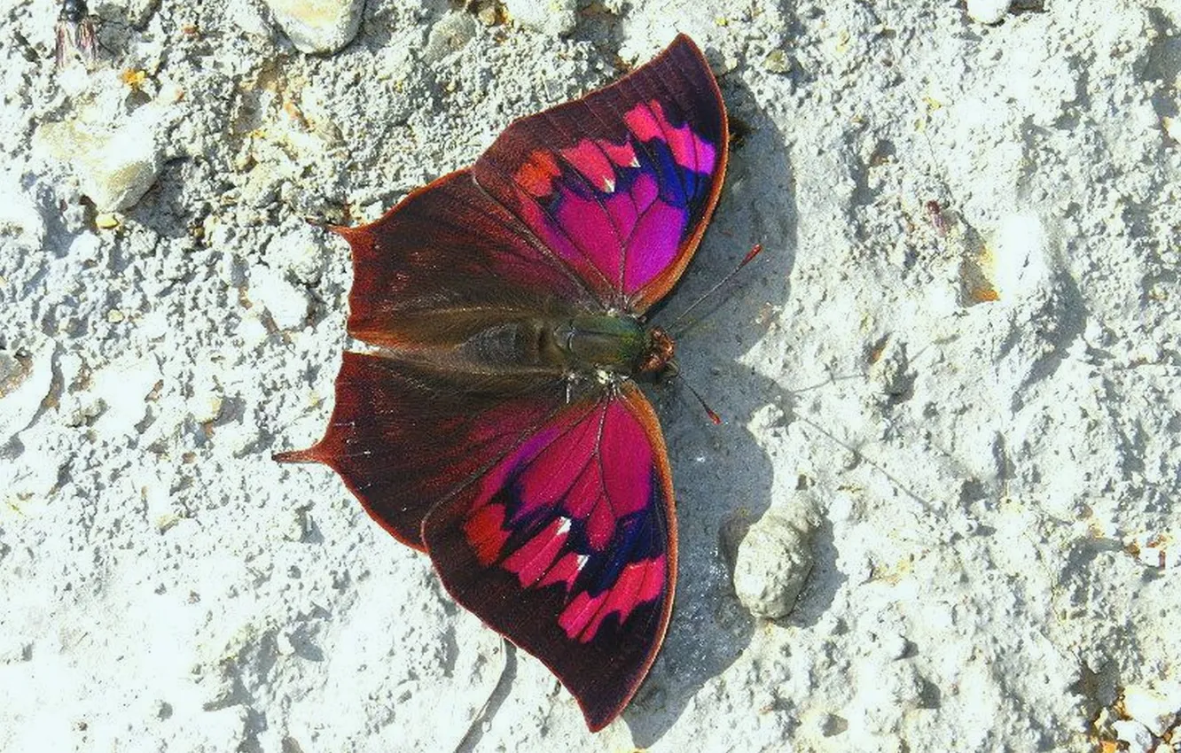 Photo wallpaper macro, butterfly, wings, beautiful, stones, closeup