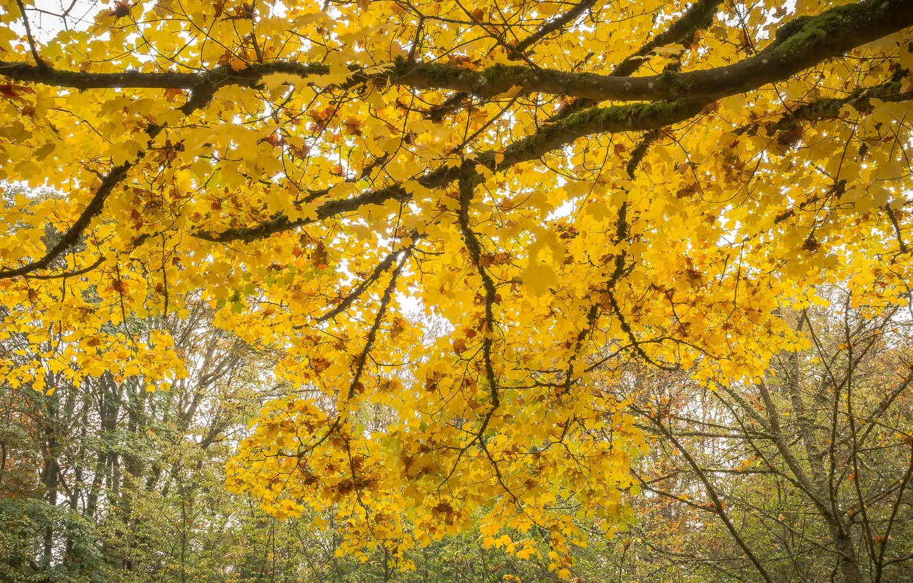 Photo wallpaper autumn, forest, trees, foliage