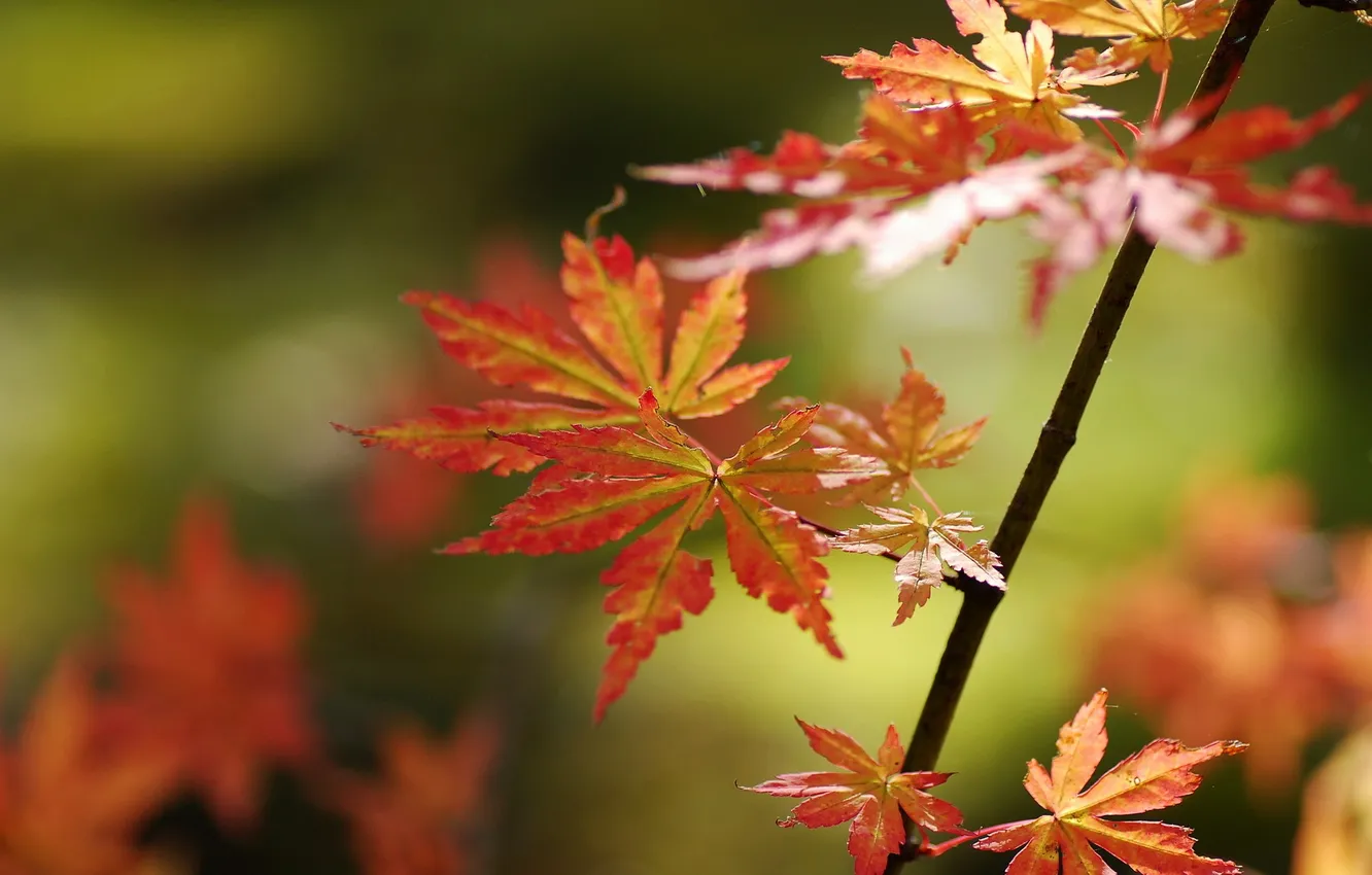 Photo wallpaper autumn, leaves, nature