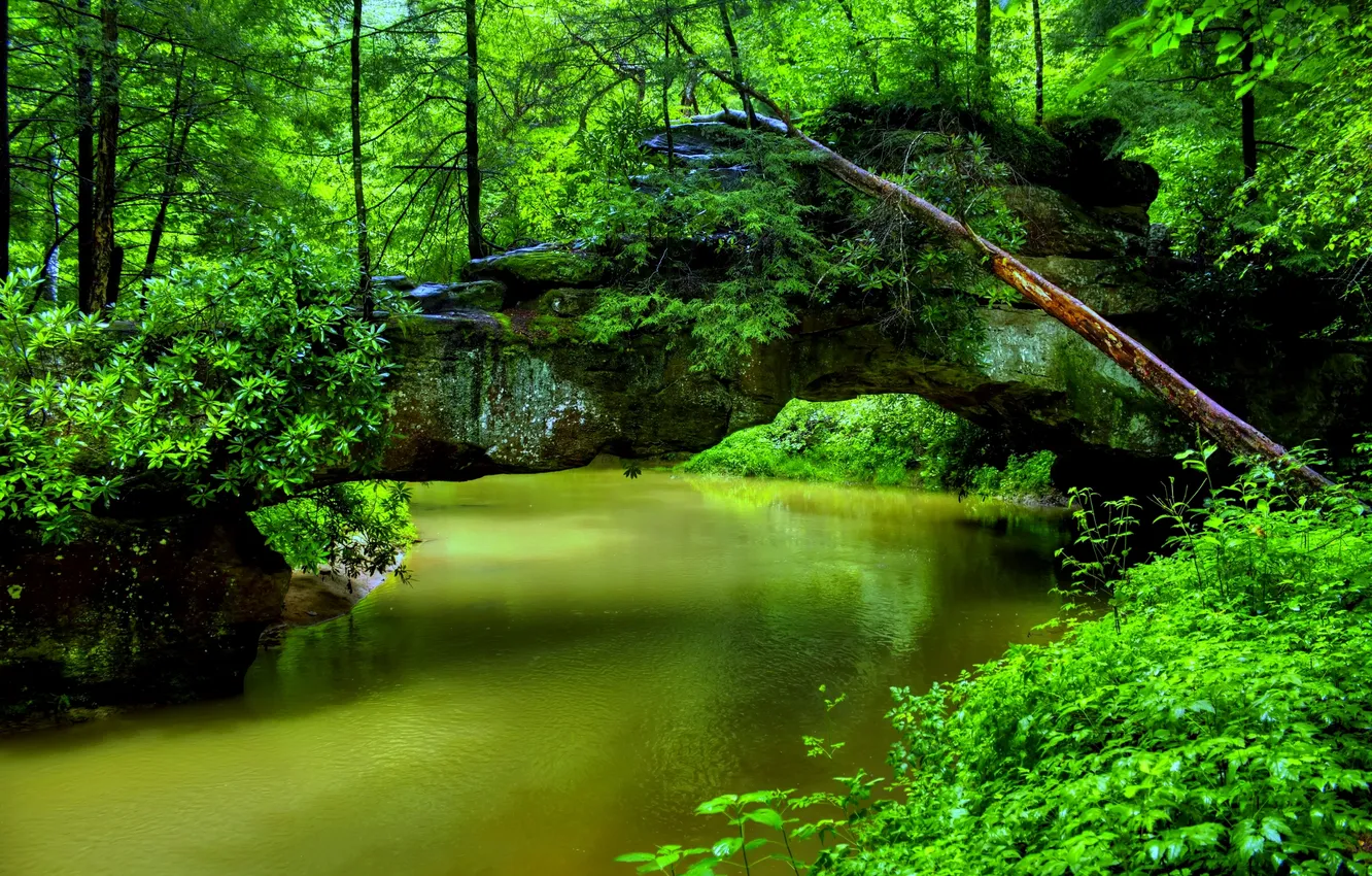 Photo wallpaper green, forest, river, trees, nature, water