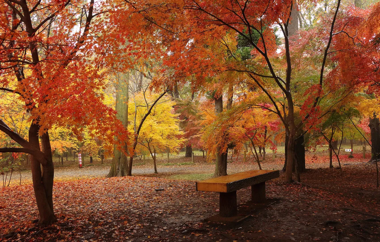 Photo wallpaper autumn, leaves, trees, Park, bench