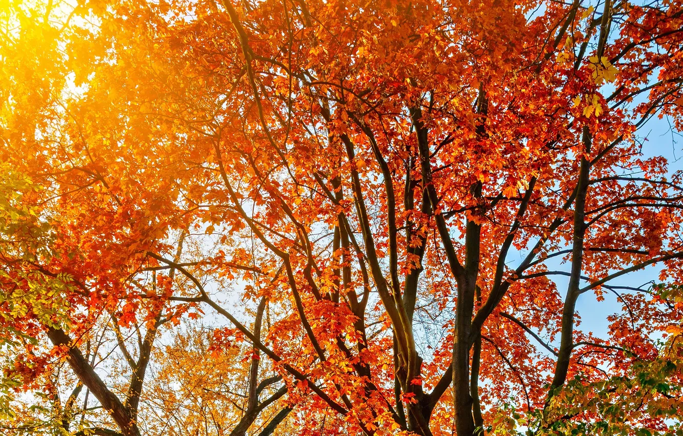 Photo wallpaper autumn, leaves, the sun, rays, trees, landscape, nature