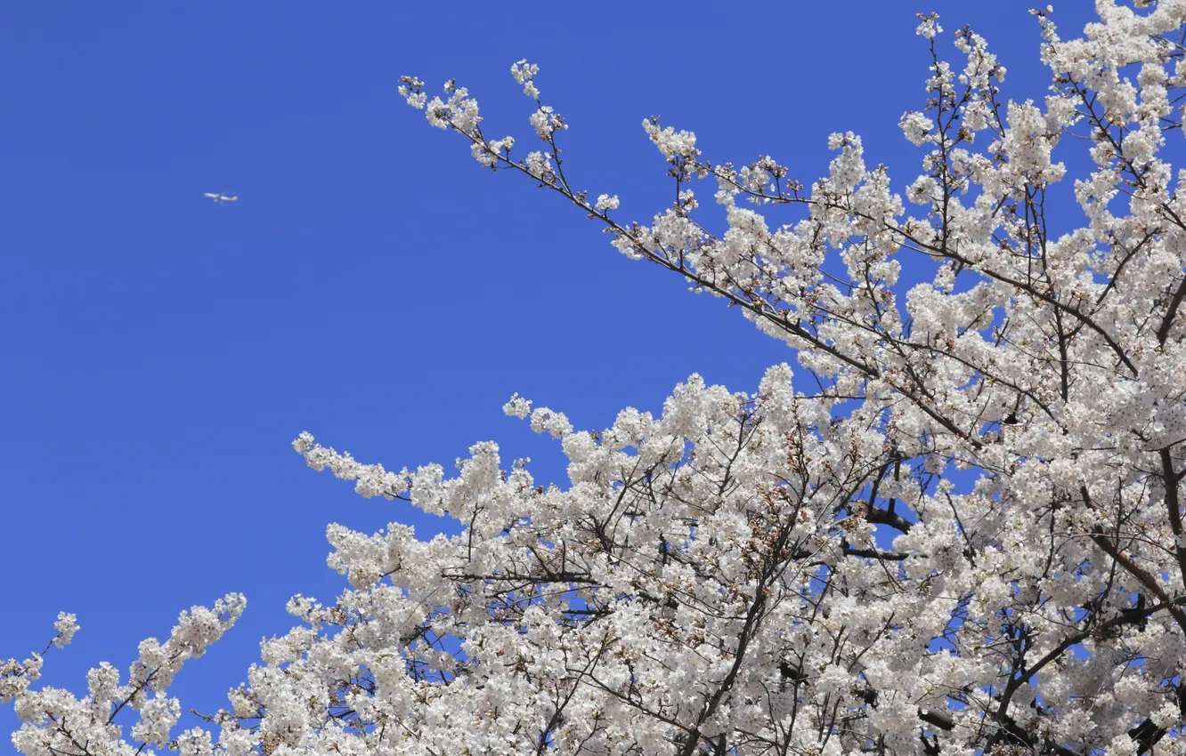 Photo wallpaper the sky, nature, sprig, Sakura, the plane, flowers