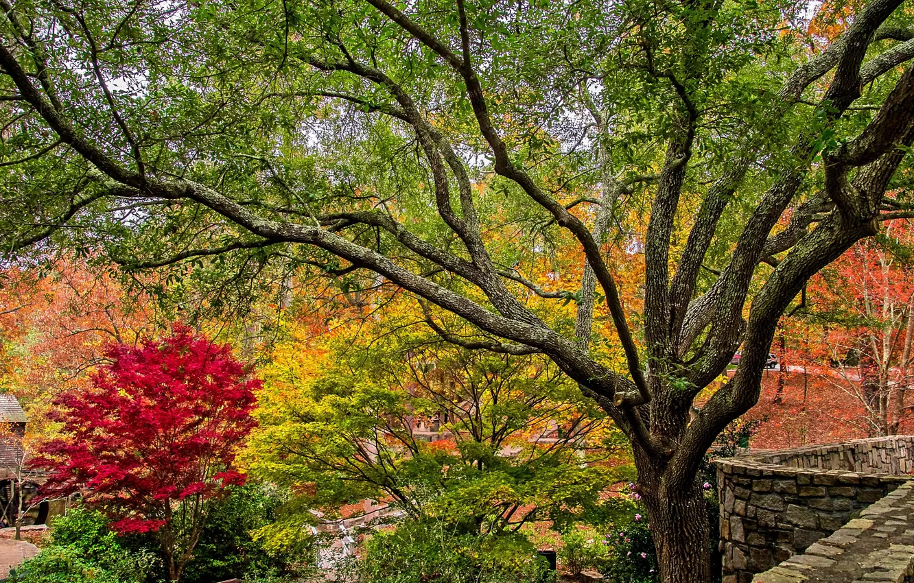Photo wallpaper autumn, trees, branches, USA, the bushes, Stone Mountain Park