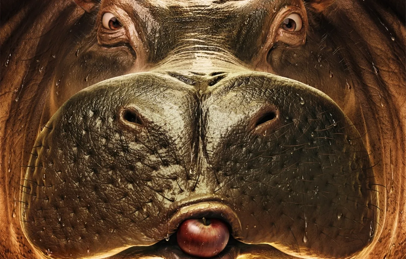 Photo wallpaper face, Apple, Hippo