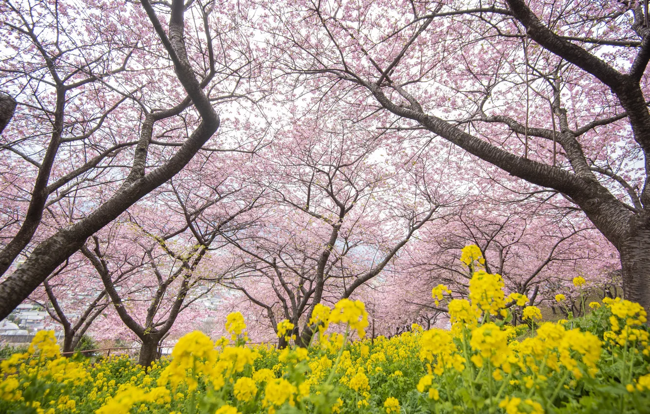 Photo wallpaper trees, flowers, Park, spring, Sakura, flowering, pink, blossom