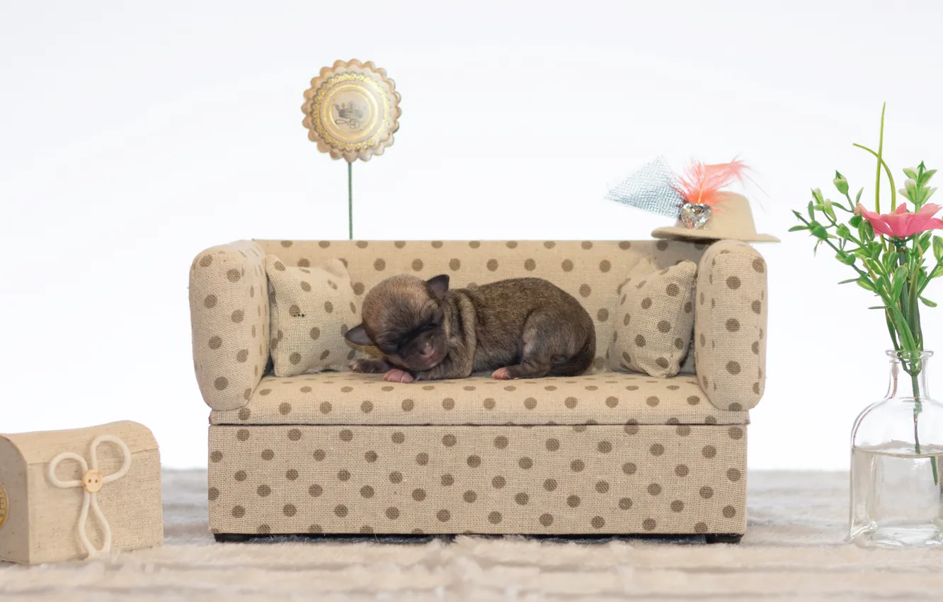 Photo wallpaper flowers, sofa, sleeping, puppy, Chihuahua, dogs, sleep