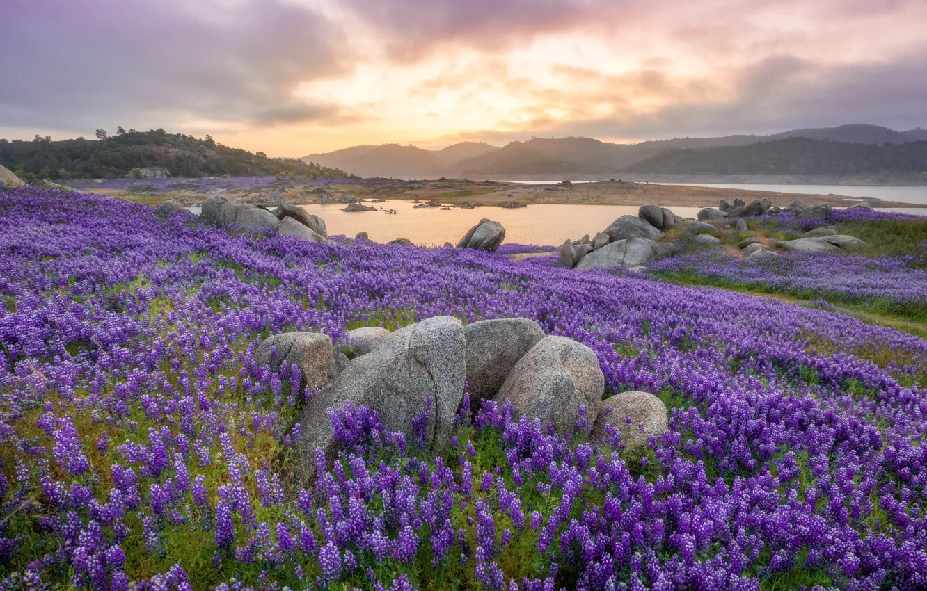 Photo wallpaper lupins, flowers, mountains, shore, lake, stones