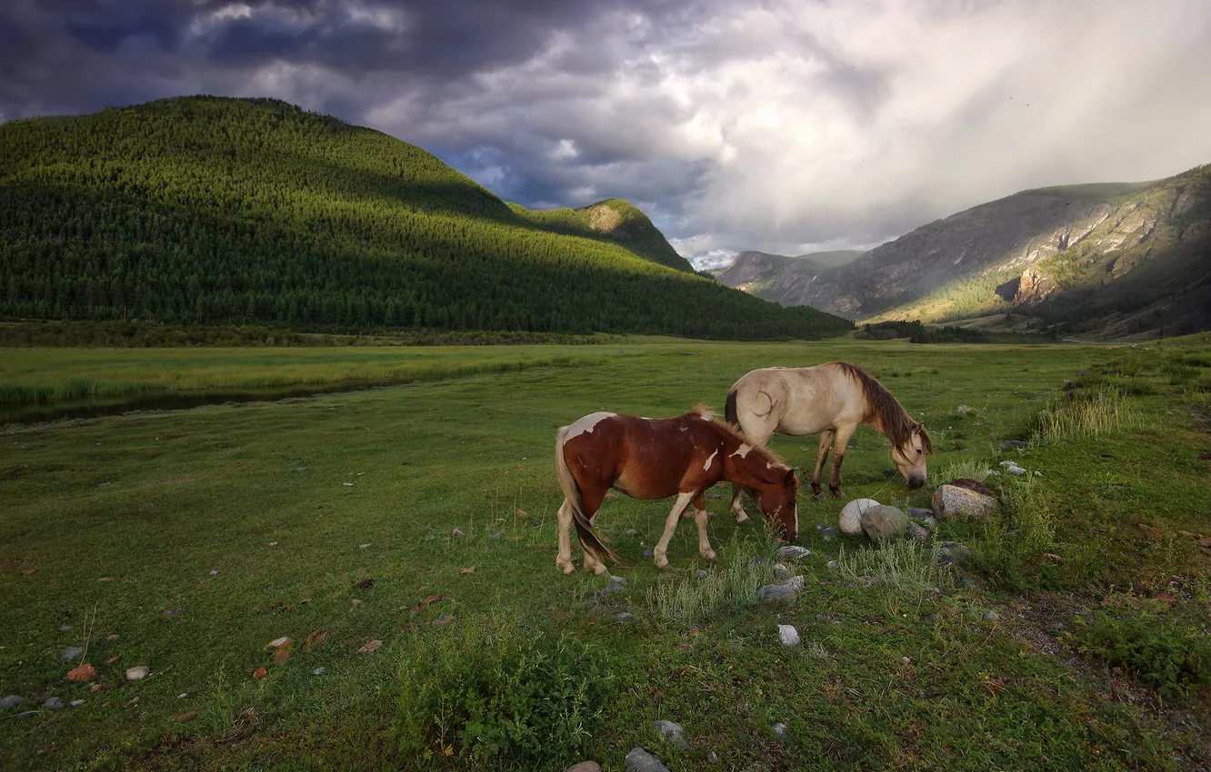 Photo wallpaper field, forest, clouds, mountains, horse, horse, pasture, grazing