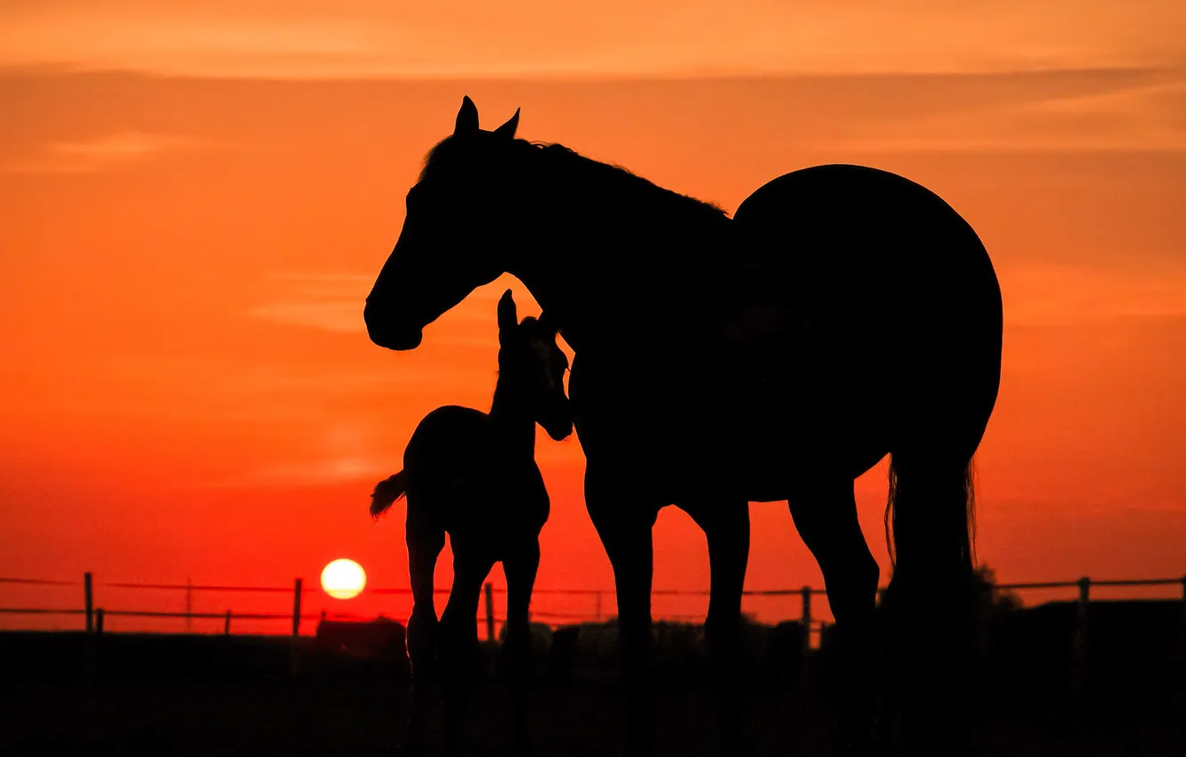 Photo wallpaper the sky, the sun, sunset, horse, horses, the evening, baby, horse