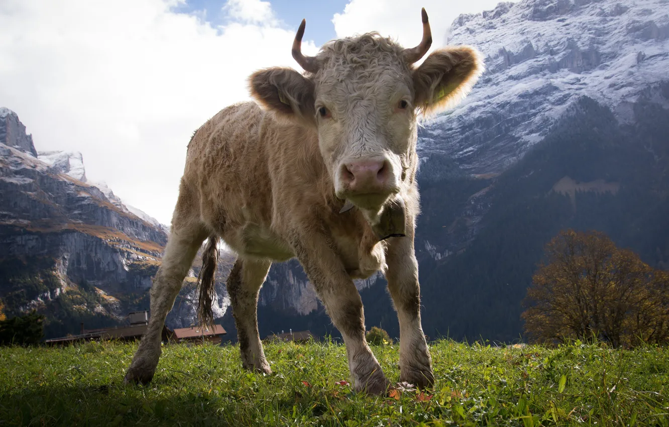 Photo wallpaper mountains, horns, hooves, bull