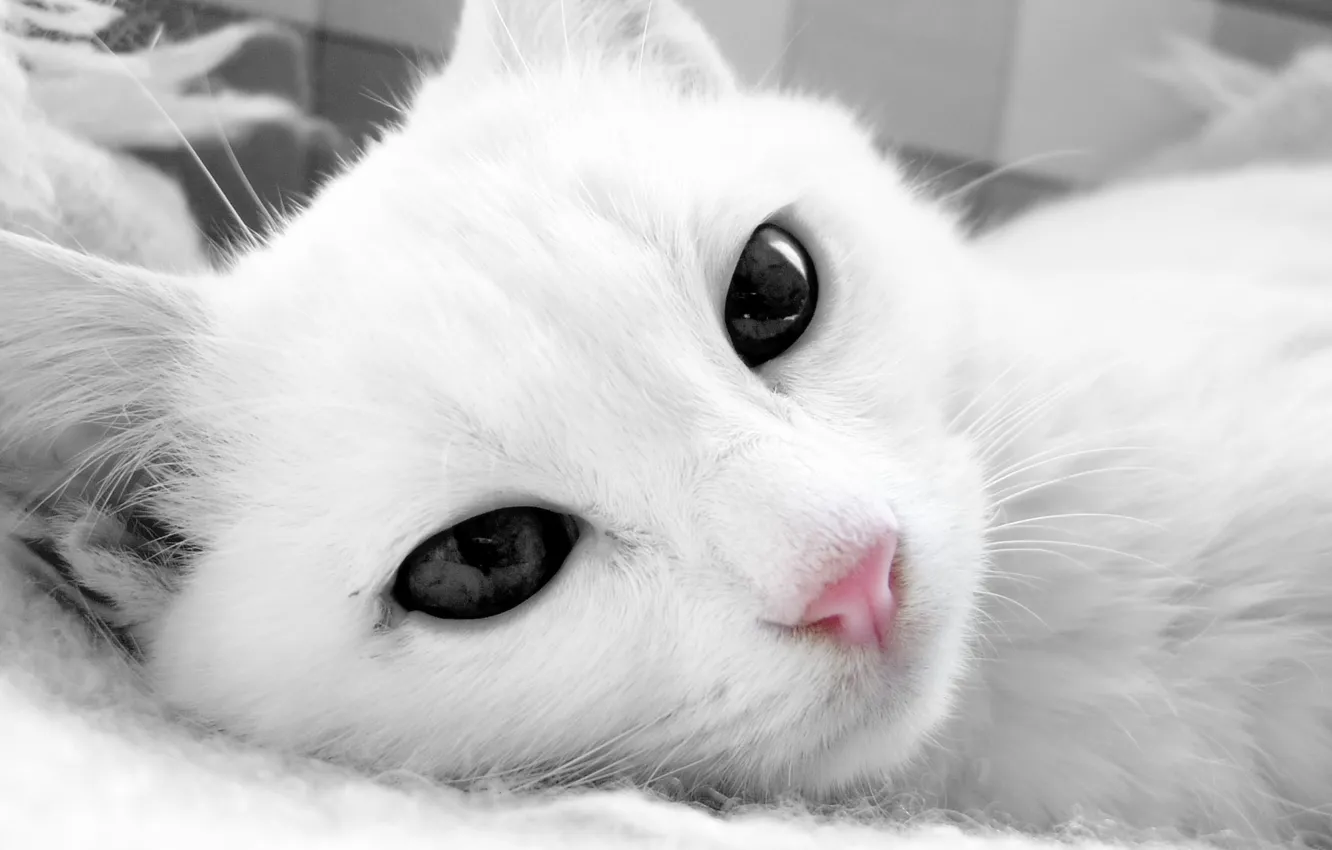 Photo wallpaper cat, cat, face, white, lying