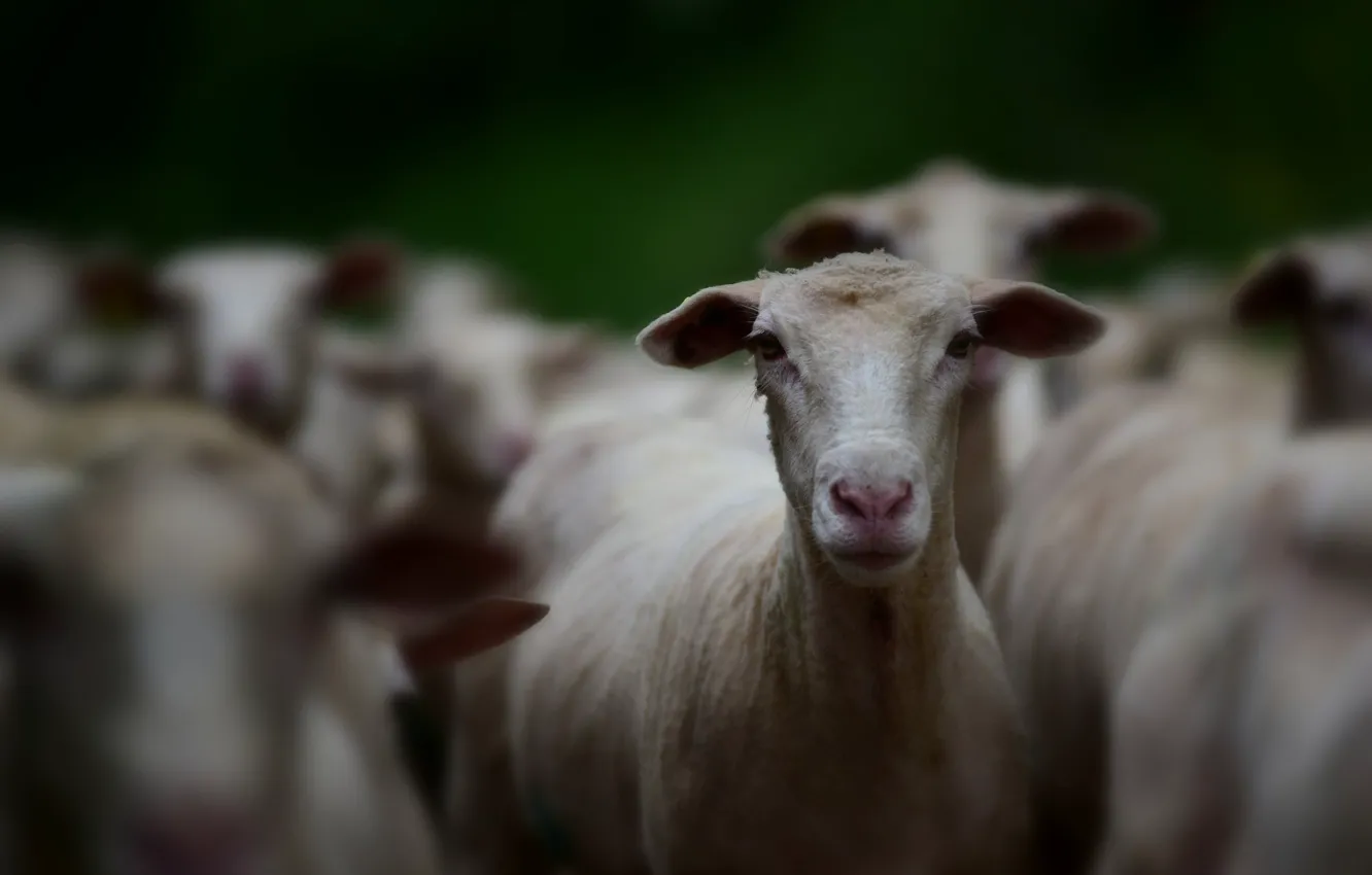 Photo wallpaper look, face, sheep, sheep, bokeh