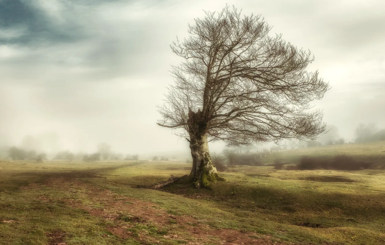 Photo wallpaper field, trees, fog