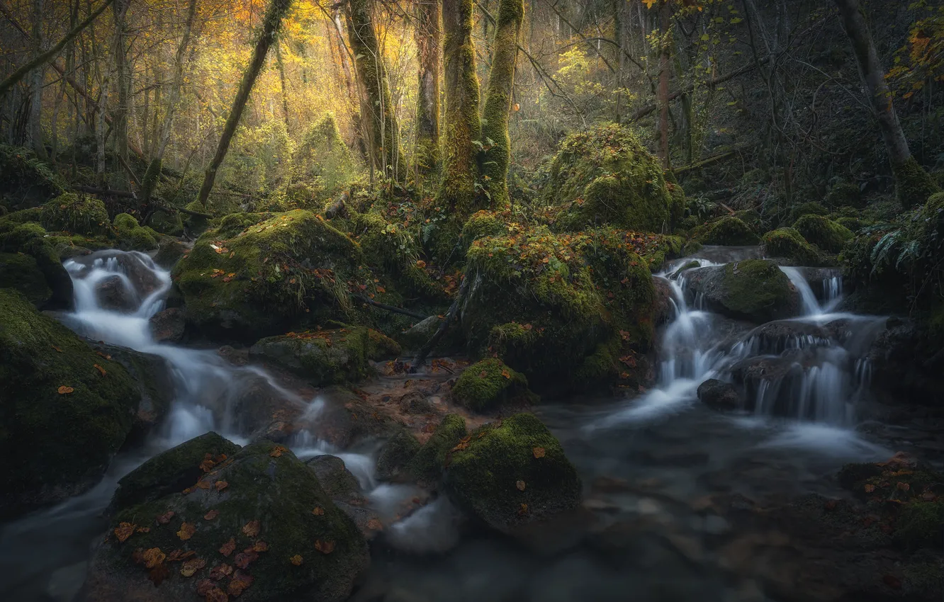 Photo wallpaper forest, trees, nature, river, stream