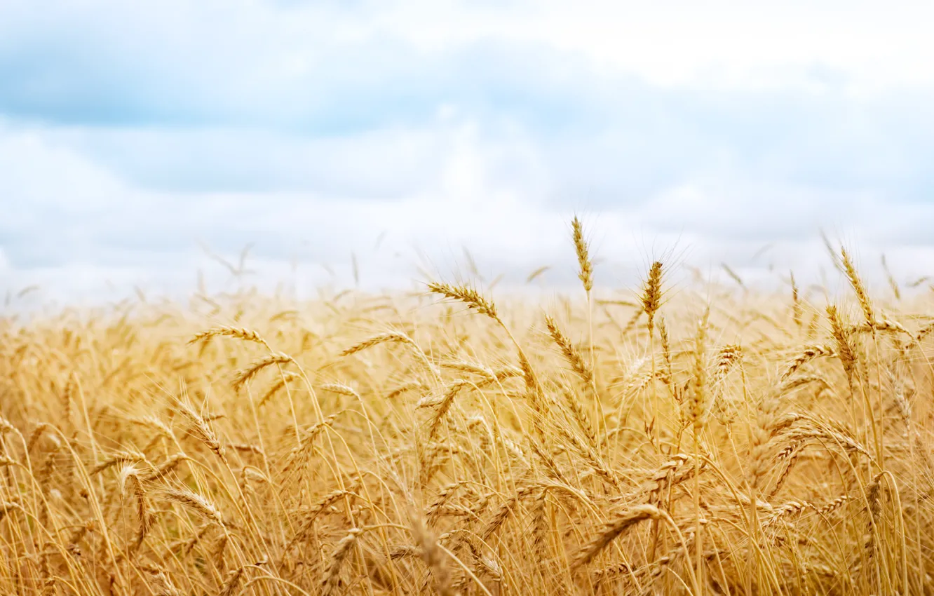 Photo wallpaper wheat, harvest, spikelets, ears, nature field
