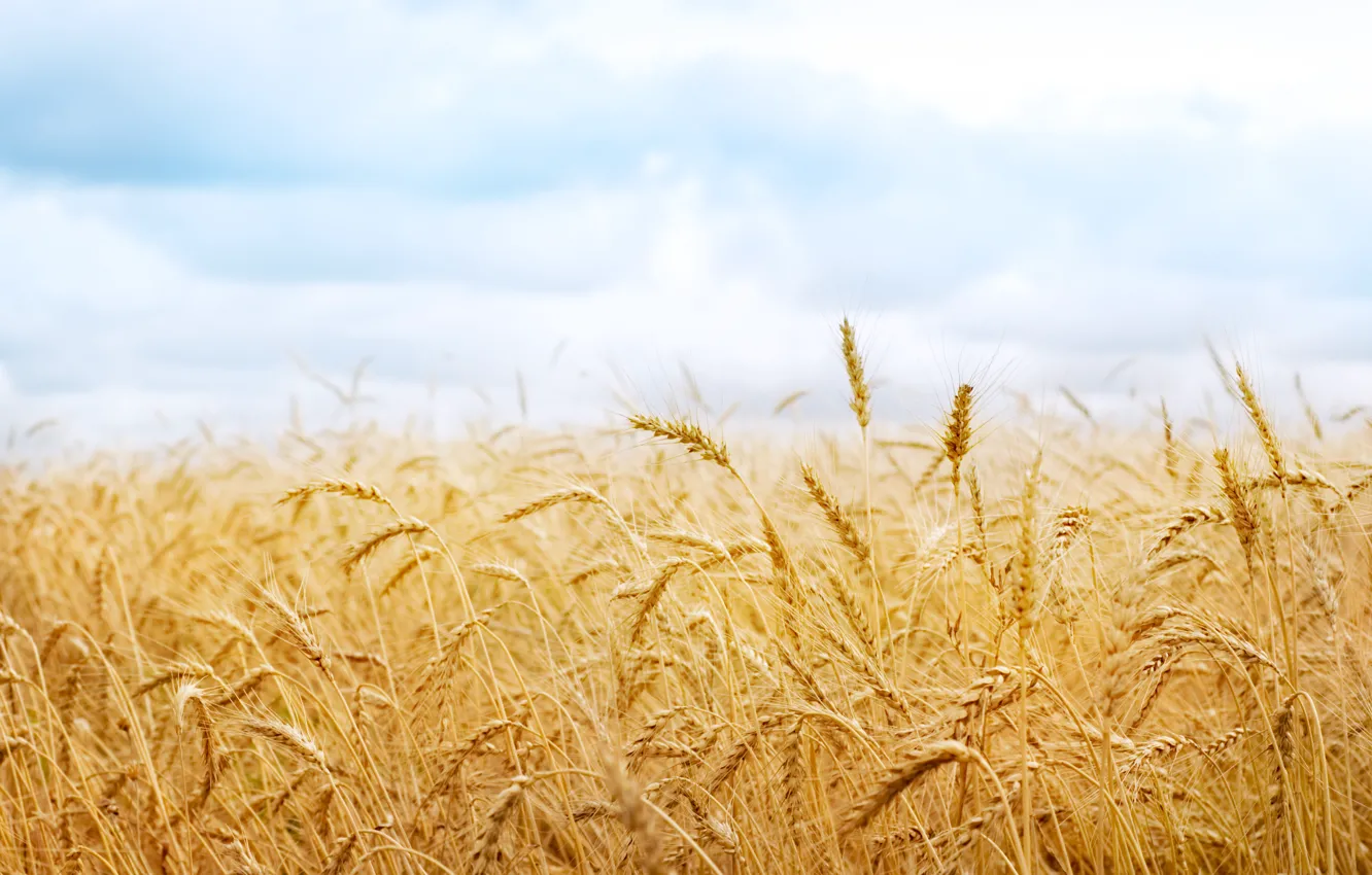 Photo wallpaper wheat, harvest, spikelets, ears, spike, nature field