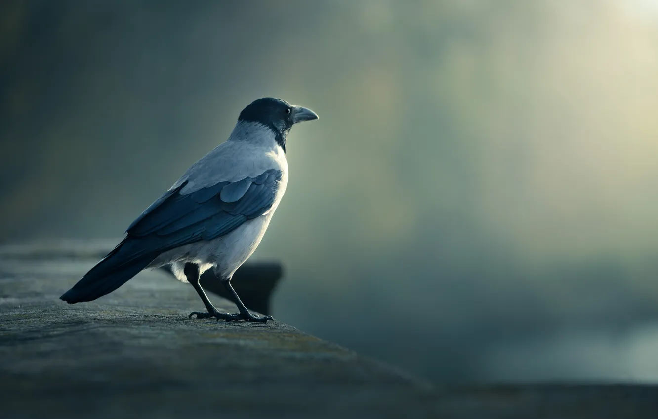 Photo wallpaper bird, crow, looks