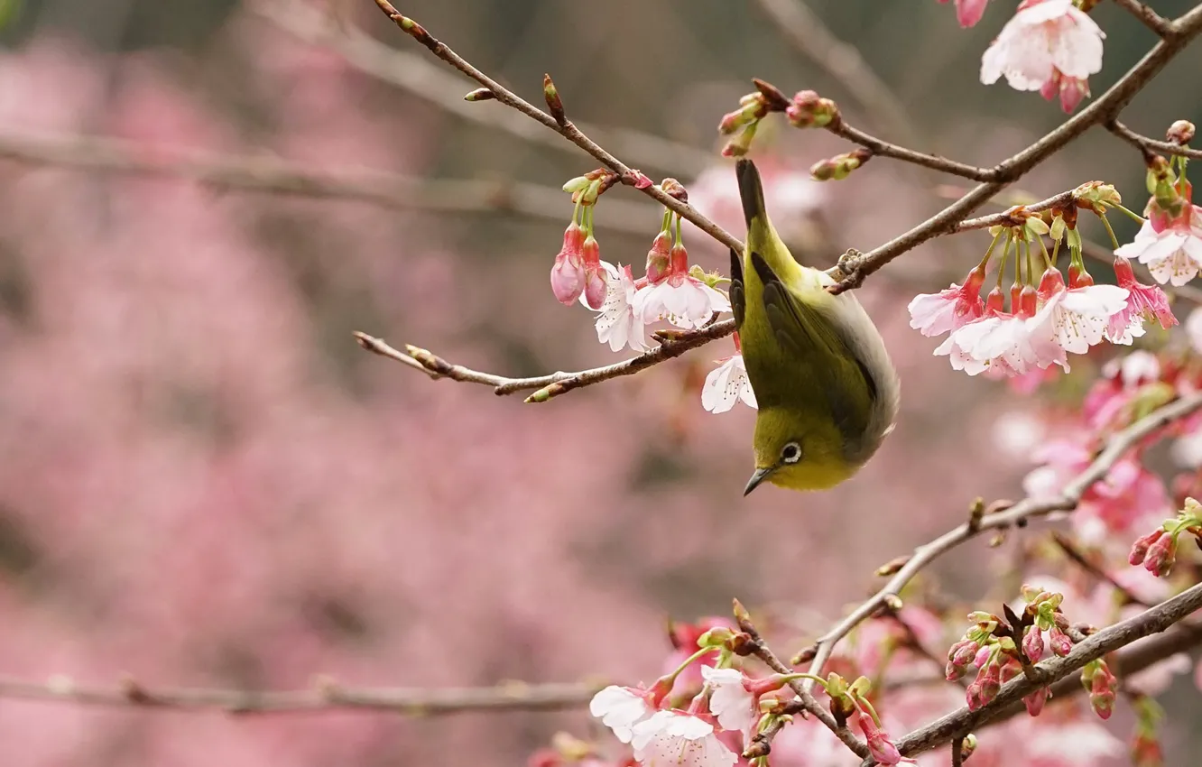 Photo wallpaper bird, branch, spring, garden, Sakura, flowering, Japanese white-eye