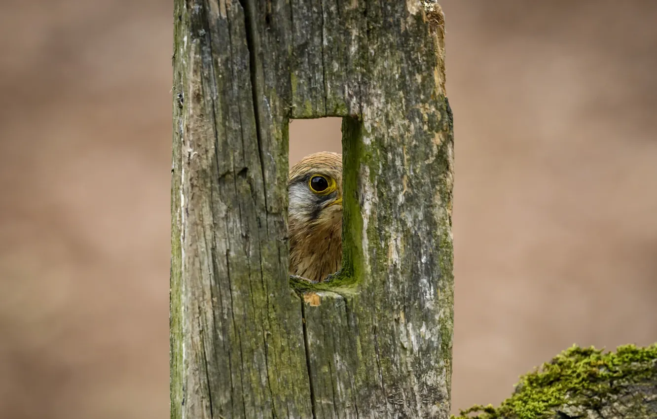 Photo wallpaper eyes, bird, the fence